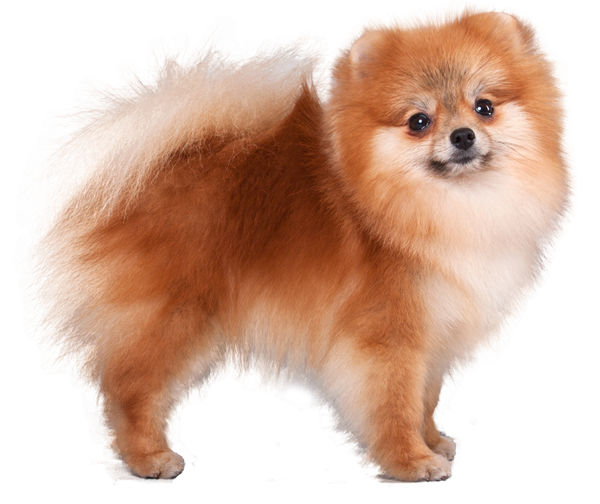 Yvi
